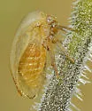 Anisostylus gillettei