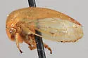 Anisostylus stylatus
