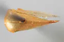 Anisostylus stylatus - photo 2