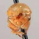 Anisostylus stylatus - photo 3