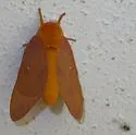 Anisota consularis - Hodges#7718