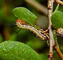 Anisota consularis - Hodges#7718 - photo 4