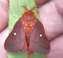 Anisota fuscosa - Hodges#7717.1