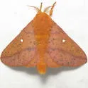 Anisota fuscosa - Hodges#7717.1 - photo 2