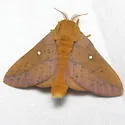 Anisota fuscosa - Hodges#7717.1 - photo 3