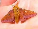 Anisota manitobensis - Hodges#7717