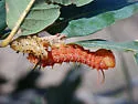 Oslar's Oakworm Moth - Hodges#7722