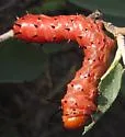 Oslar's Oakworm Moth - Hodges#7722 - photo 2