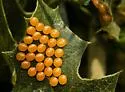 Oslar's Oakworm Moth - Hodges#7722 - photo 4