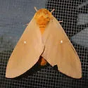 Oslar's Oakworm Moth - Hodges#7722 - photo 5