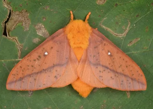 Peigler's Oakworm Moth - Hodges#7720