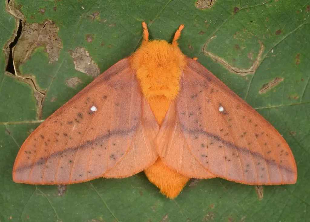 Peigler's Oakworm Moth - Hodges#7720 - photo 2