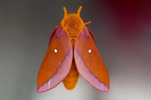 Southern Pink-striped Oakworm Moth - photo 4
