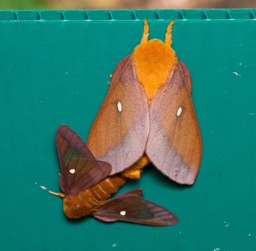 Southern Pink-striped Oakworm Moth - photo 5