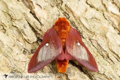 Southern Pink-striped Oakworm Moth - photo 6