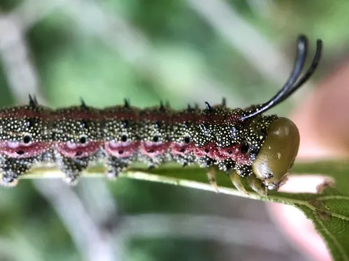 Southern Pink-striped Oakworm Moth - photo 7