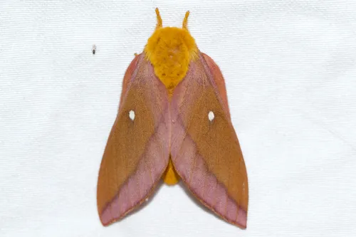 Pink-striped Oakworm Moth