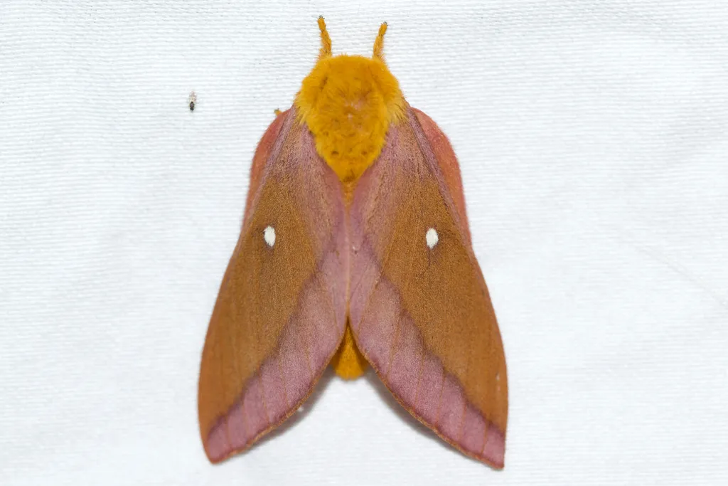 Pink-striped Oakworm Moth - photo 2