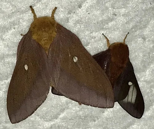 Pink-striped Oakworm Moth - photo 3