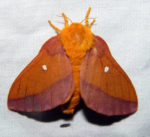 Pink-striped Oakworm Moth - photo 4