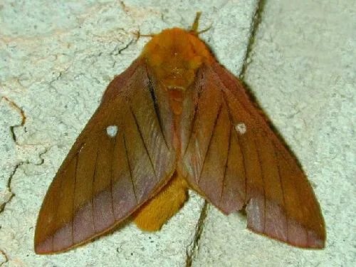 Pink-striped Oakworm Moth - photo 5