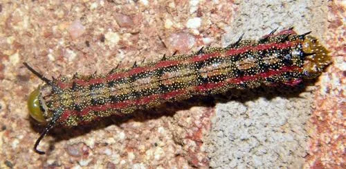 Pink-striped Oakworm Moth - photo 6