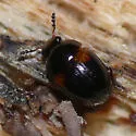 Anisotoma amica
