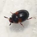Anisotoma amica - photo 2