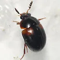 Anisotoma amica - photo 3