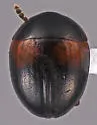 Anisotoma basalis