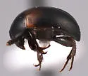 Anisotoma basalis - photo 2