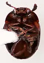 Anisotoma basalis - photo 4