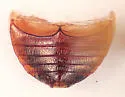Anisotoma basalis - photo 5