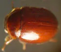 Anisotoma blanchardi