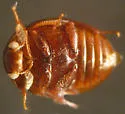 Anisotoma blanchardi - photo 2