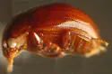 Anisotoma blanchardi - photo 3