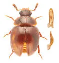 Anisotoma blanchardi - photo 4