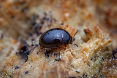 Anisotoma castanea