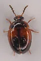 Anisotoma confusa