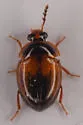 Anisotoma confusa - photo 2