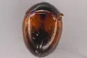 Anisotoma confusa - photo 4