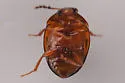 Anisotoma confusa - photo 5