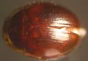 Anisotoma discolor
