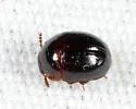 Anisotoma discolor - photo 2