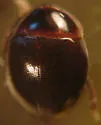 Anisotoma errans