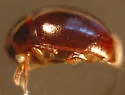 Anisotoma errans - photo 2