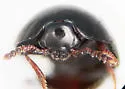 Anisotoma expolita - photo 3