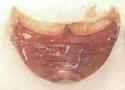 Anisotoma expolita - photo 4