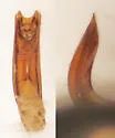 Anisotoma expolita - photo 5