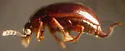 Anisotoma geminata - photo 3